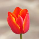 Red flames tulip