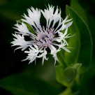 Knapweed