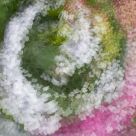 Monet's Garden