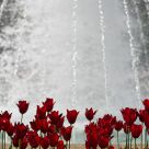 Splash of Red