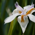 Iris