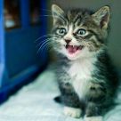 Kitten