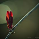Spring fire