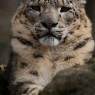 Snow Leopard