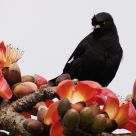 Crested Myna / Acriditgeres Cristatellus