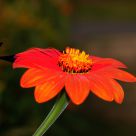 An Orange Daisy