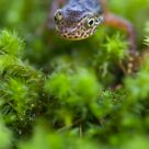 Triturus Alpestris
