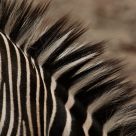 Grant's Zebra