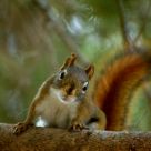 Hello Down There!  (The Red Squirell)