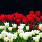 the tulip