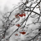Ice berries