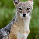 Black-backed Jackal (Canis mesomelas)