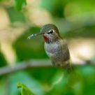 Hummingbird