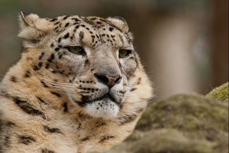 Snow Leopard