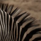Grant's Zebra