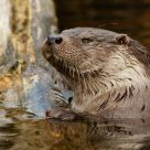 European Otter