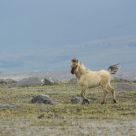 Wild Foal of Cotopaxi II