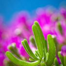 Iceplant
