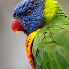 Little parrot