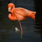 Pink flamingo