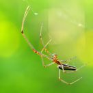 Hanging by a thread