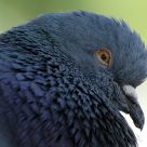 Pigeon