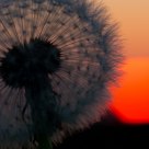 Dandelion Sunset