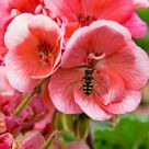 Fly on A Flower