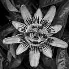 Passion Fruit Flower