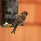 My Little Red Cap.