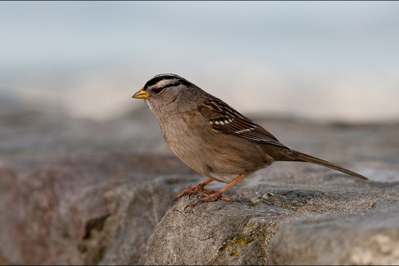 White-crowned Sparrow