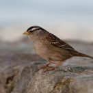 White-crowned Sparrow