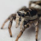 Salticus scenicus (zebra spider)