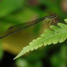 Damselfly