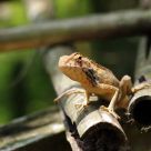 Lizard