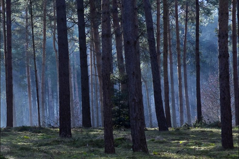 blue forrest