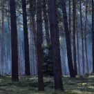 blue forrest