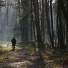 walk in a forrest