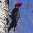 Pileated Woodpecker