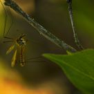 Precariously Perched