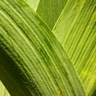 Iris Leaves