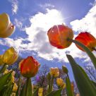 Sherwood Gardens Tulips