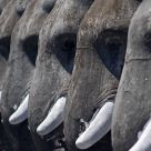 Tuskers