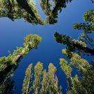 trees in the air