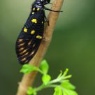 Spotted Black Cicada