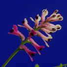 Flor do campo (Flower Field)