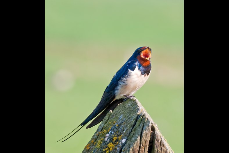 singing barn swallow