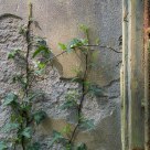 wall