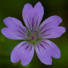 Purple flower