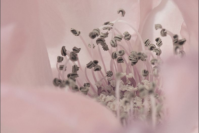 Pistils col